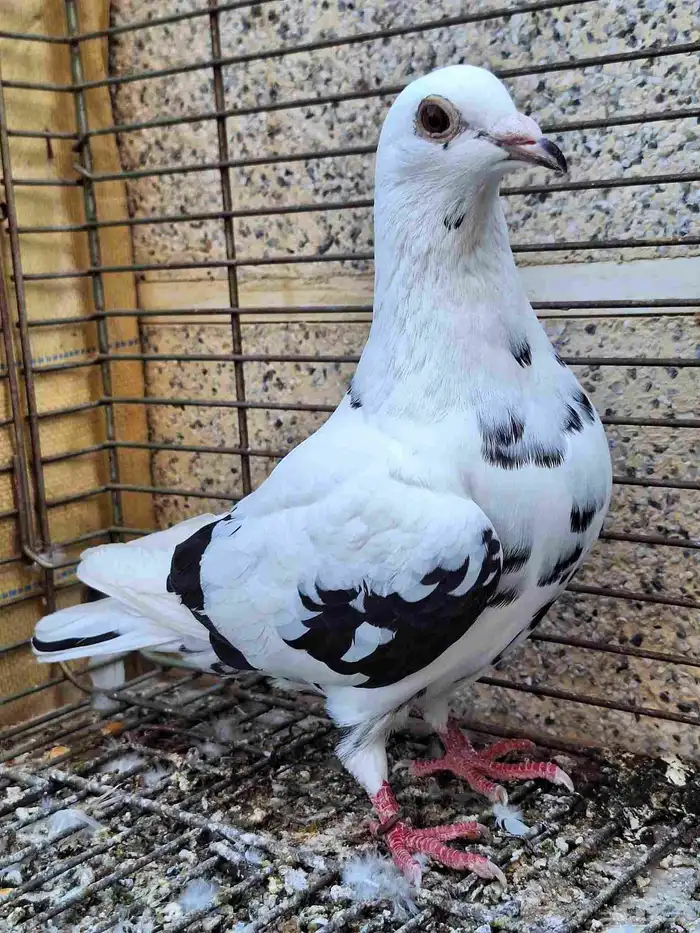 زواجل سباق 5