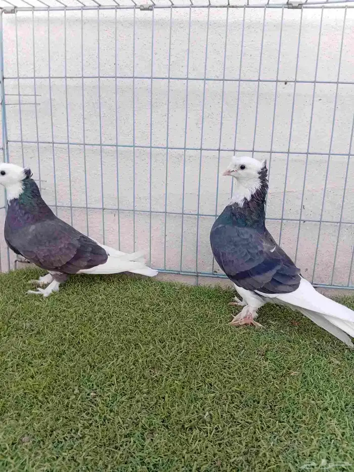 زوج تركي طواقي اسود دبل كرست 3