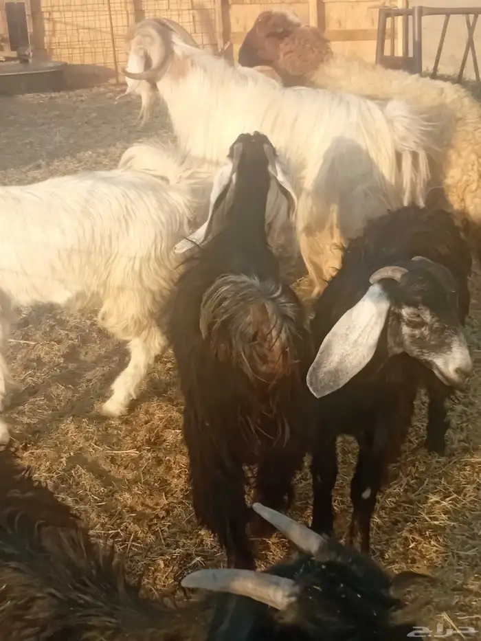 اجذعات للبيع 5