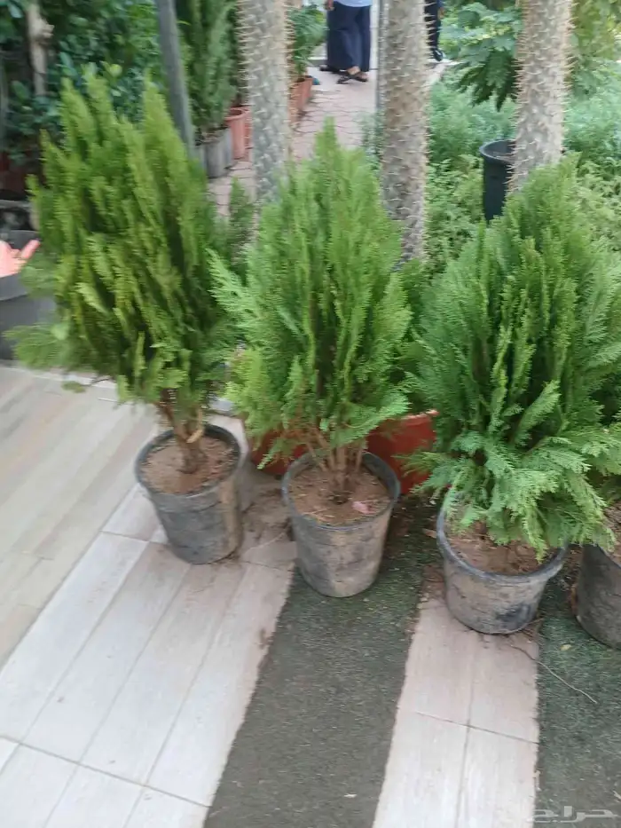 مشتل تنسيق حد ائق مؤسسه 1