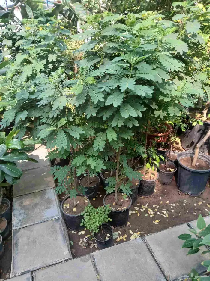 مشتل تنسيق حد ائق مؤسسه 5