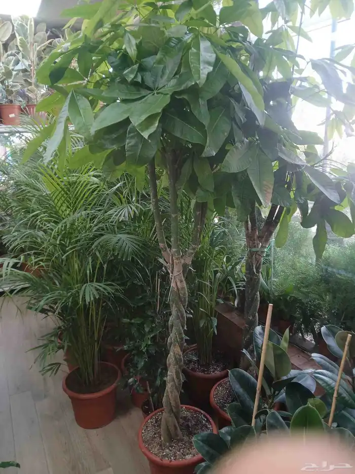 مشتل تنسيق حد ائق مؤسسه 8