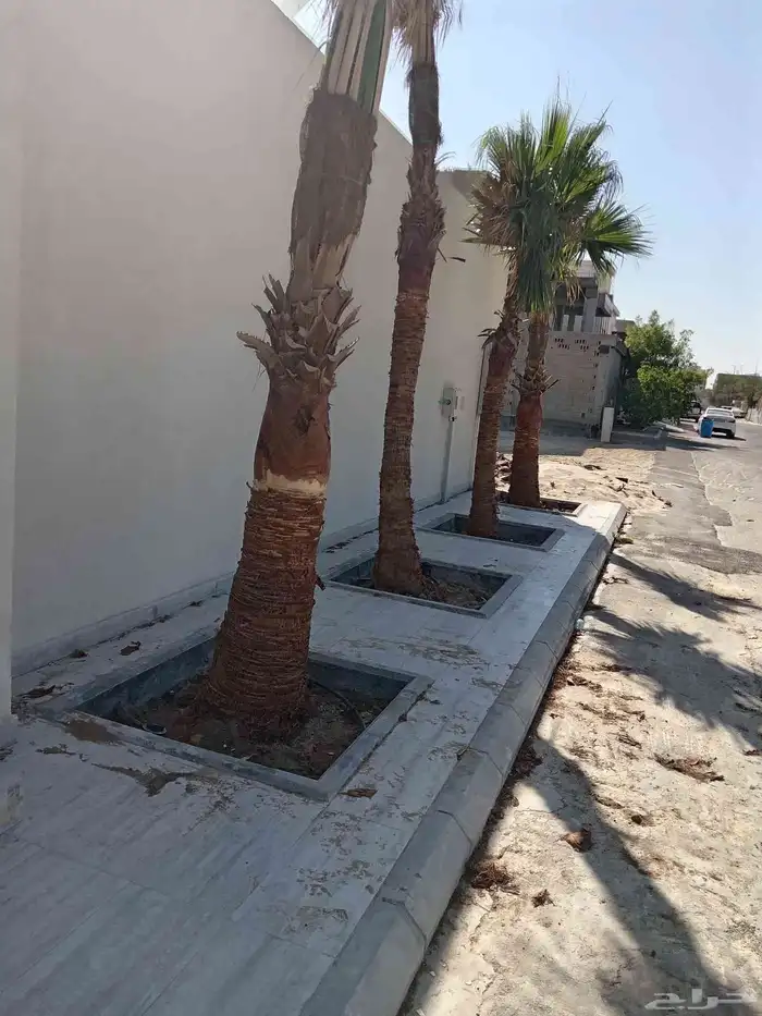 ابوياسين لبيع جميع انواع النخيل البلدي والواشنطن والفسيل 6