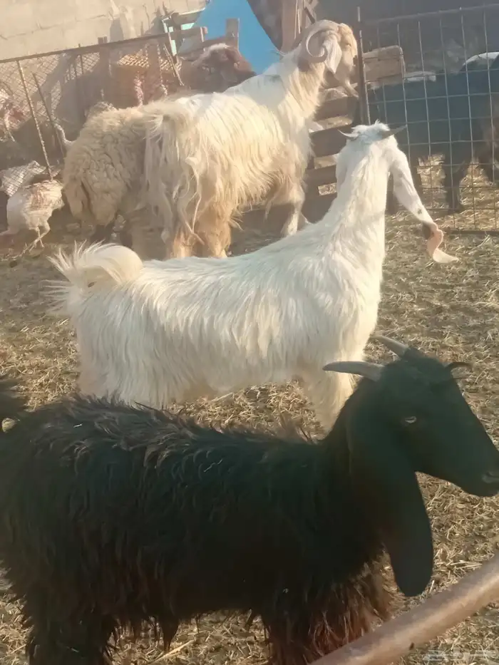 اجذعات للبيع 4