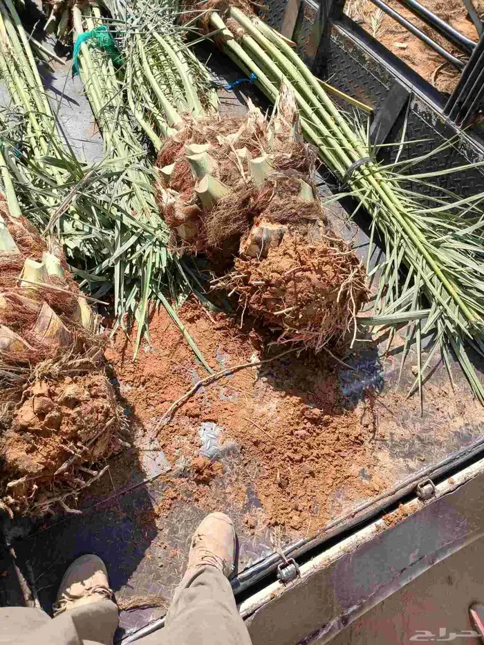 نخل مثمر صقعي مجدول اخلاص سكري نخيل فروخ واشنطني جثايث سكري 2