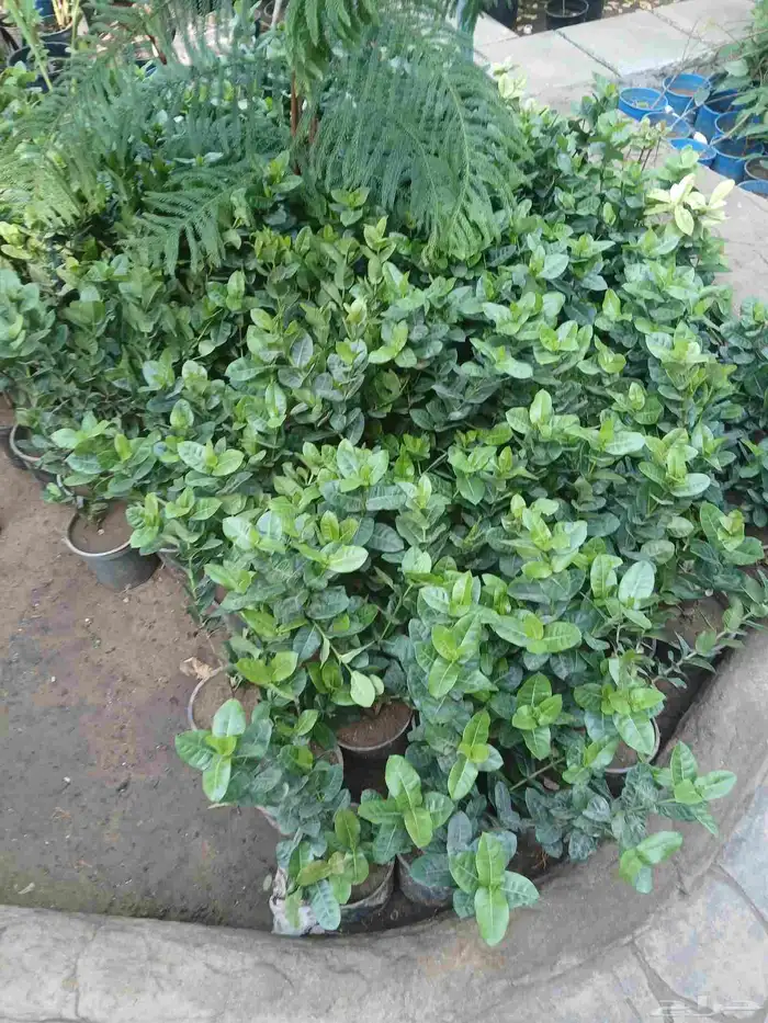 مشتل تنسيق حد ائق مؤسسه 3