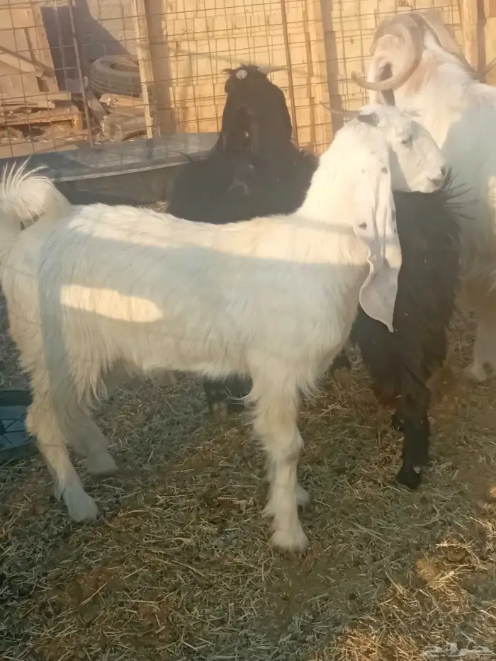 اجذعات للبيع 1