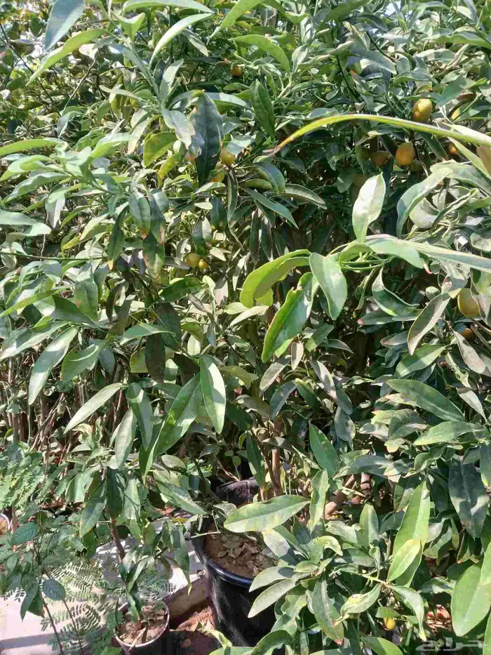 مشتل تنسيق حد ائق مؤسسه 6