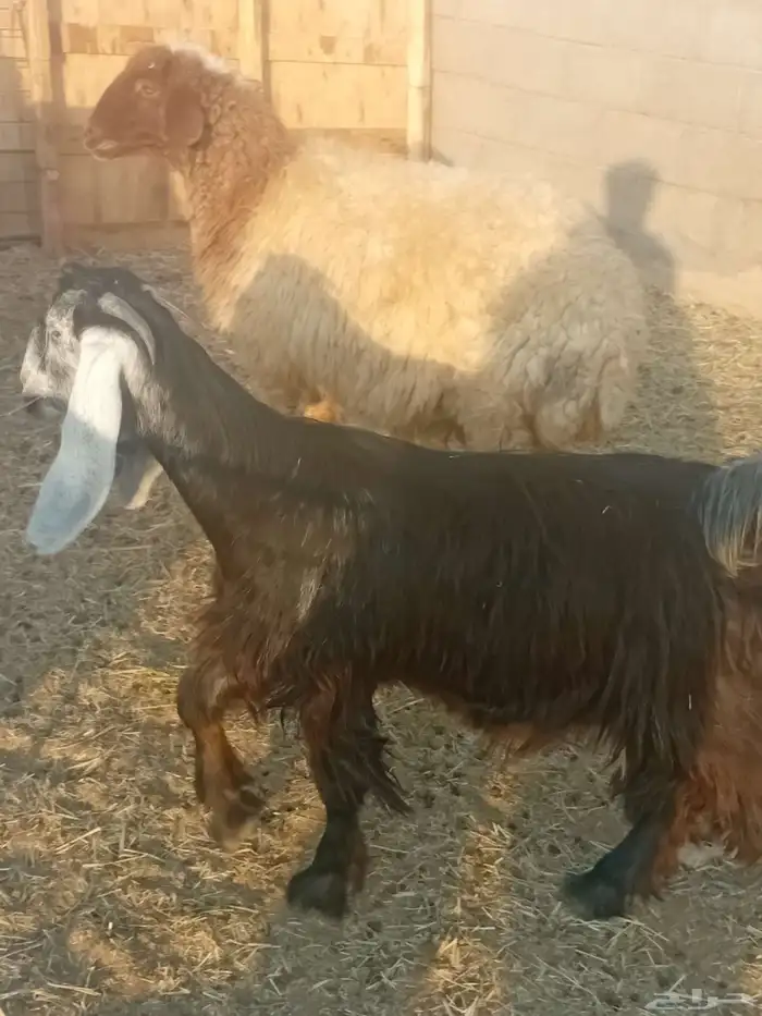 اجذعات للبيع 2