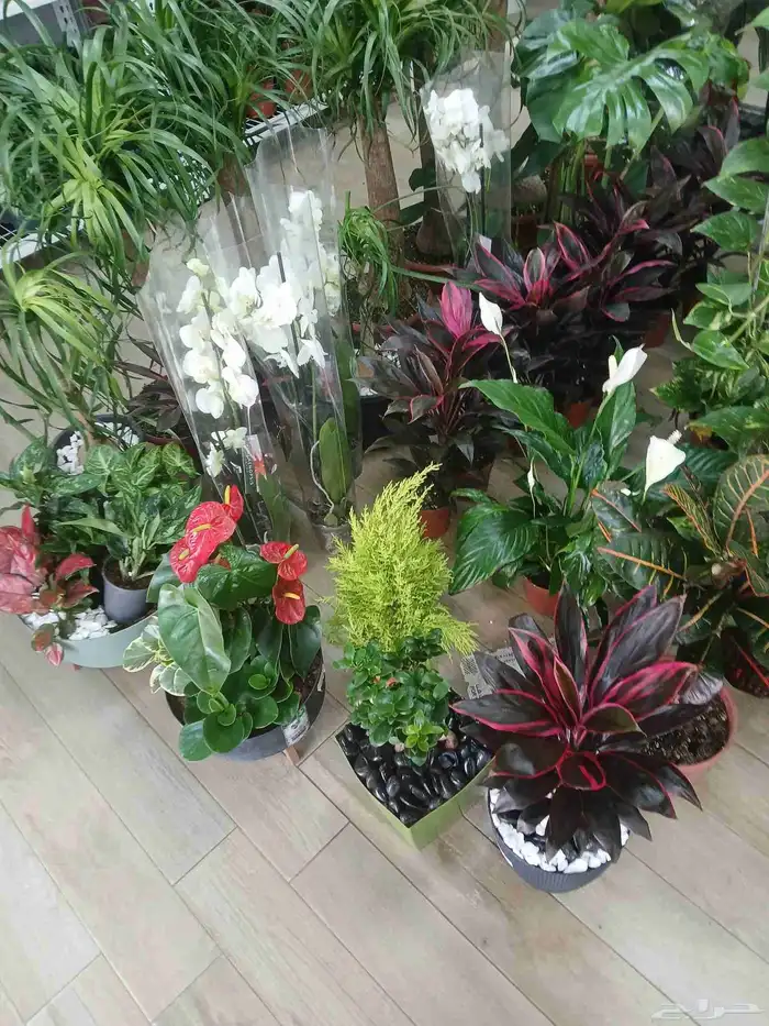 مشتل تنسيق حد ائق مؤسسه 9