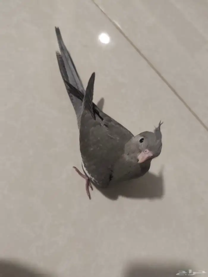 كروان كوكتيل هولندي 2