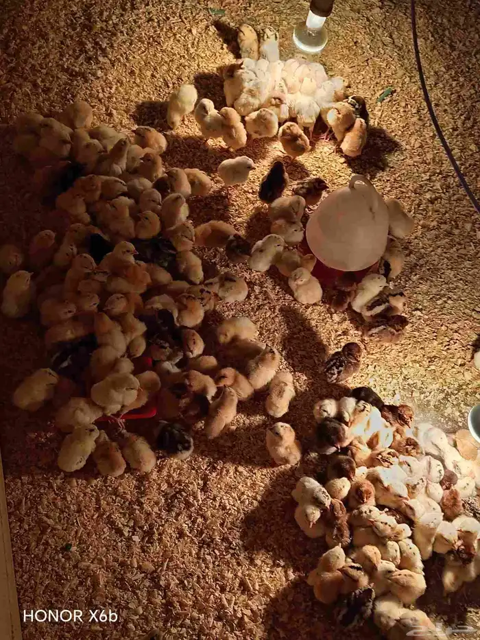 fumie cheken and duck 1