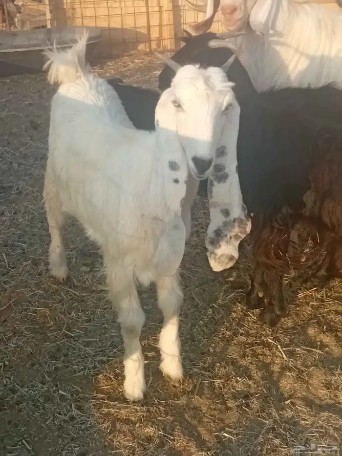 اجذعات للبيع 0