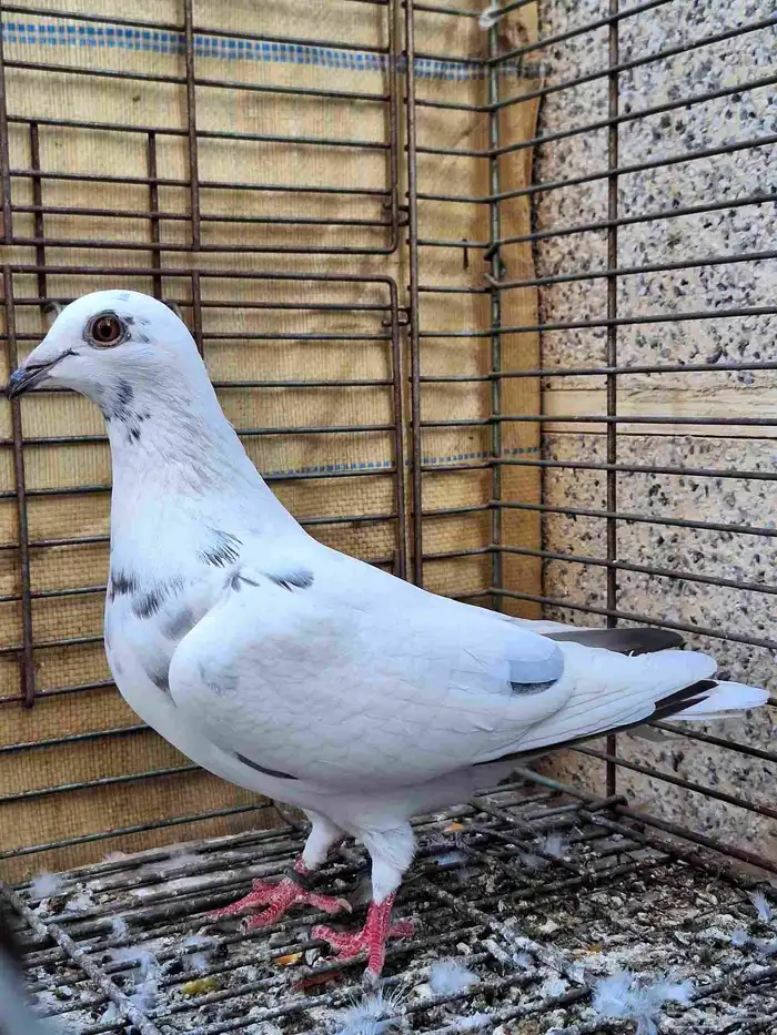 زواجل سباق 1