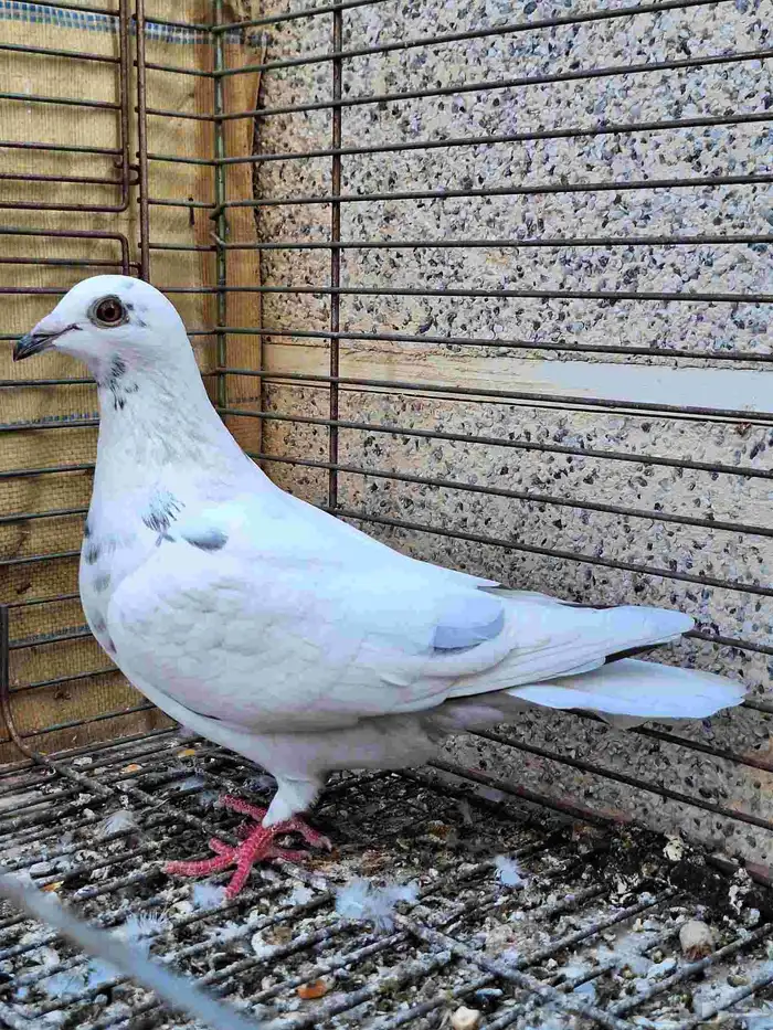 زواجل سباق 3