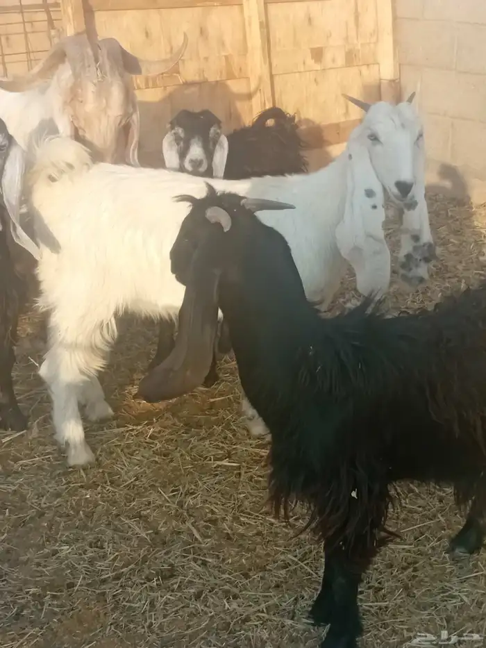 اجذعات للبيع 7