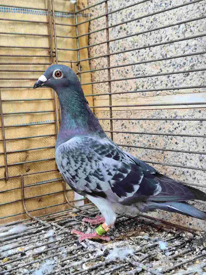 زواجل سباق 0