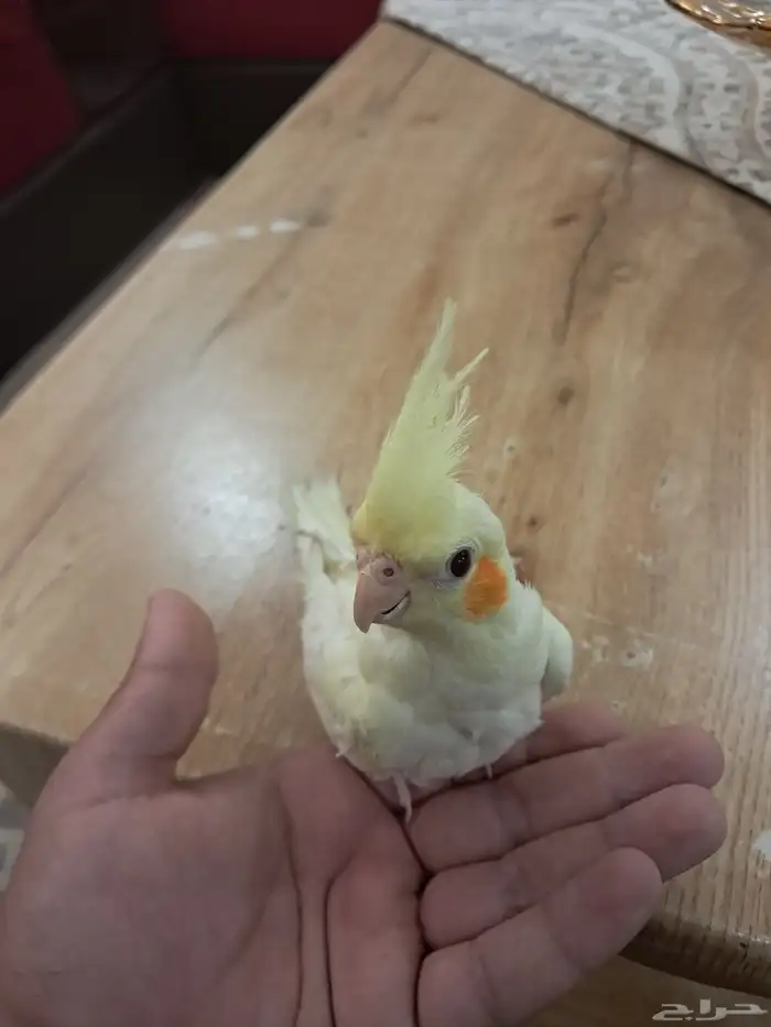 طير كروان هدد داخلي انباع خارج حراج عسى الله يبارلكه 0