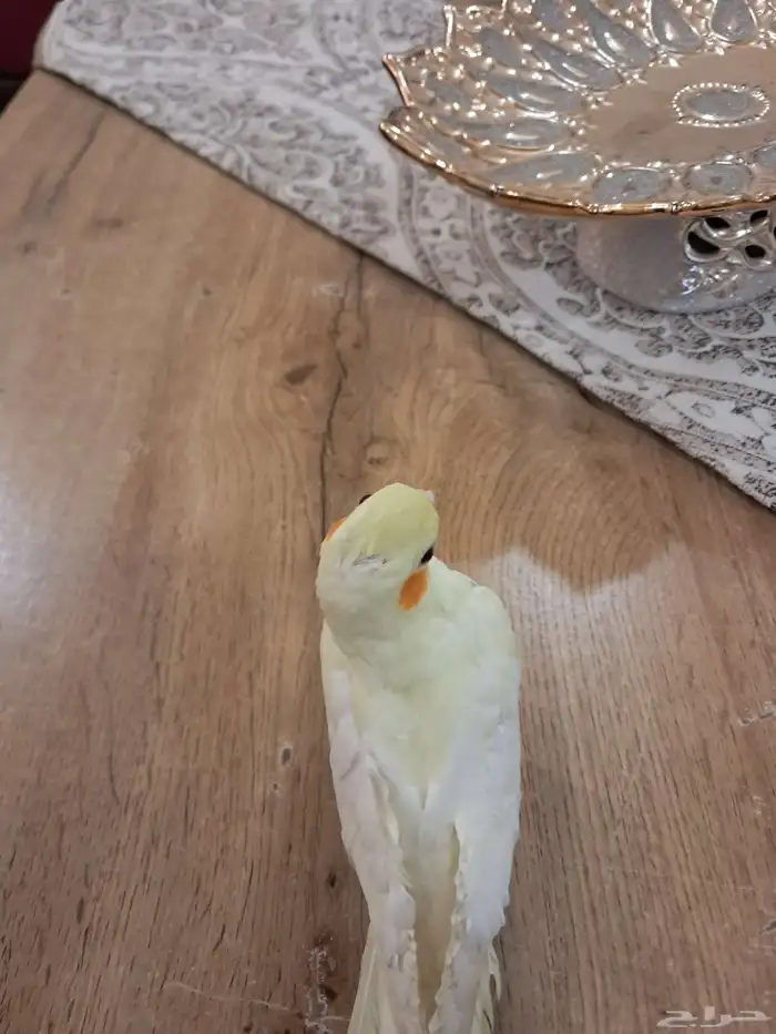 طير كروان هدد داخلي انباع خارج حراج عسى الله يبارلكه 1