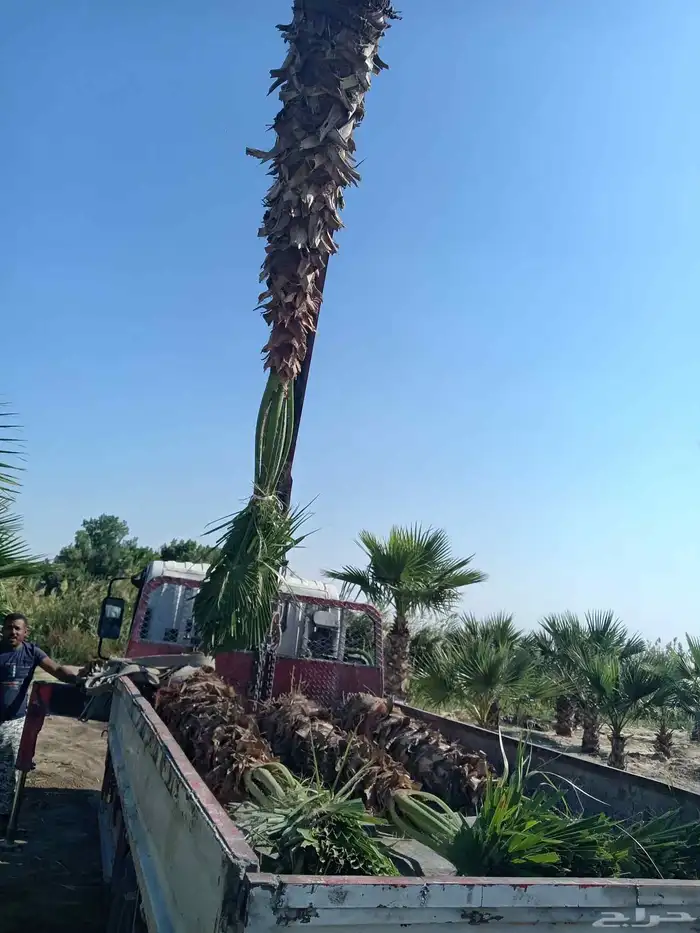 ابوياسين لبيع جميع انواع النخيل البلدي والواشنطن والفسيل 3