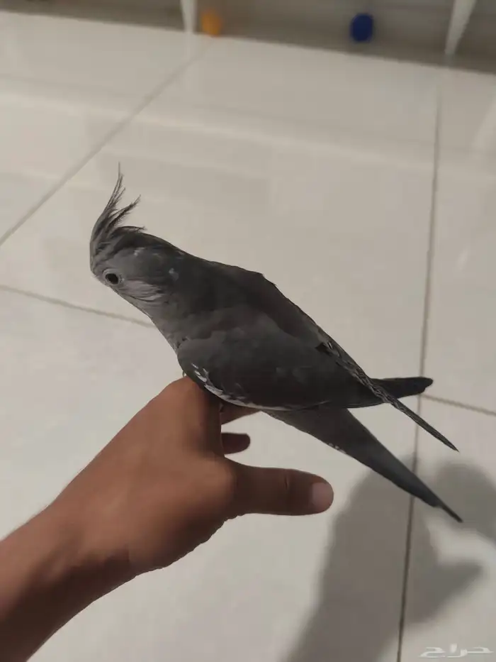 كروان كوكتيل هولندي 1