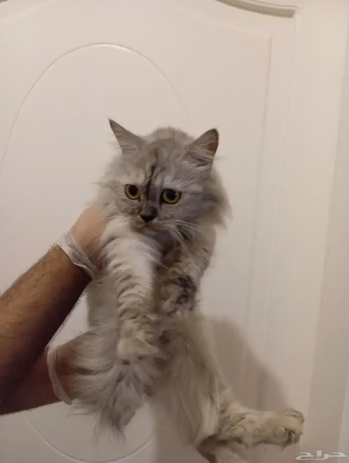 قطه انثى تم تأهيلها للتبني 0