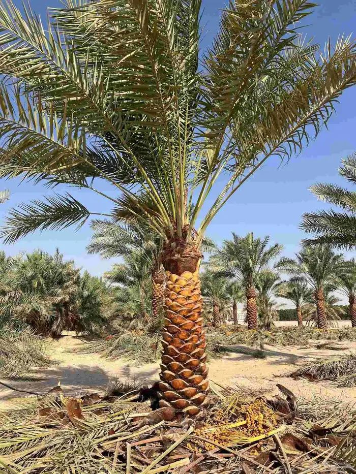 نخي.للبيع.واشنطنياء 7