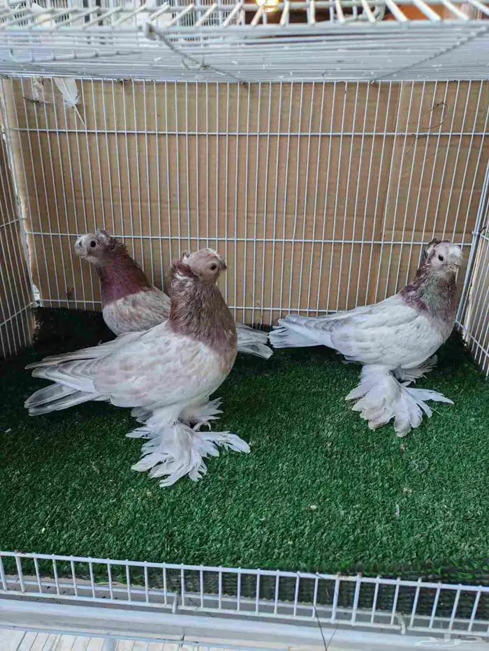 للبيع ثلاث حبات اوزبك مستويات طيبة2025 0