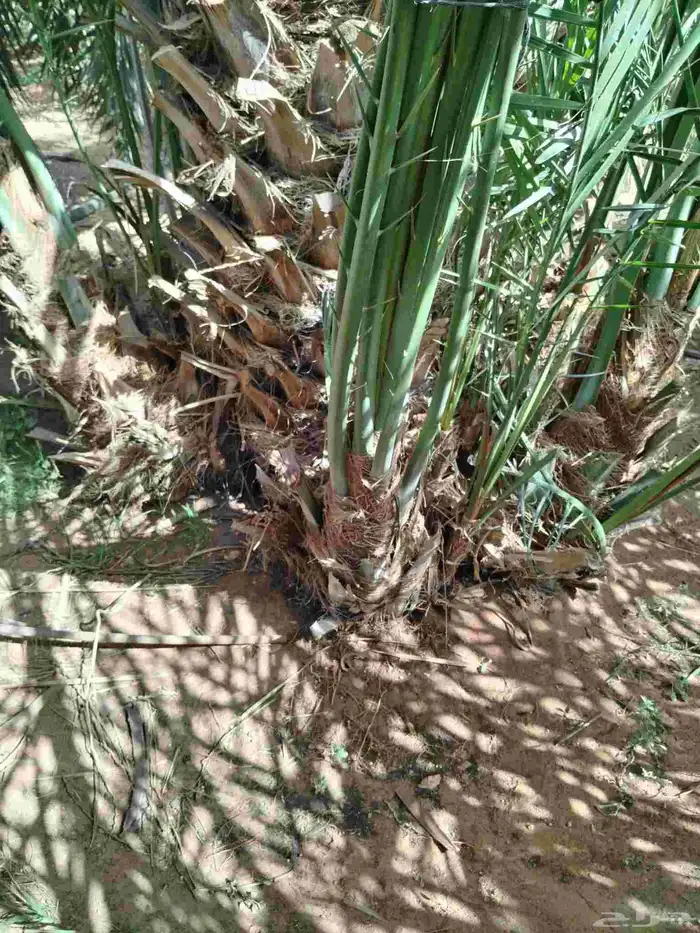 نخل اللقصيم اللبيع 3