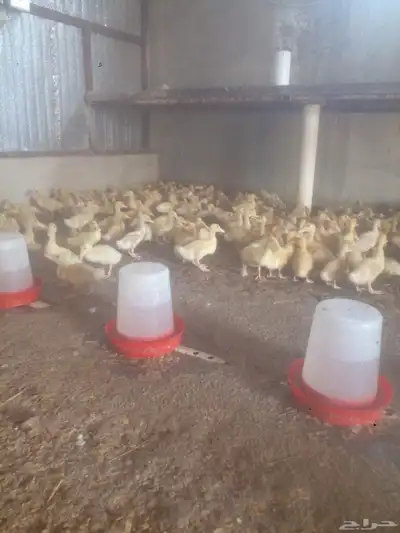 يتوفر صوص بط بكيني جامبو index