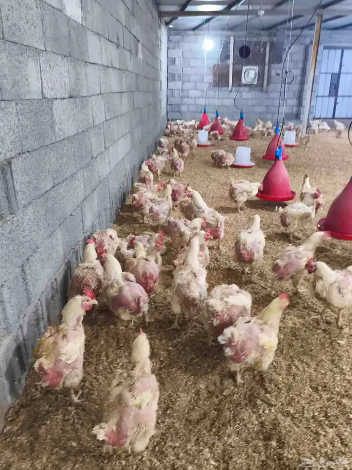 كميه محدوده السعر 20 الرجاء لا يتواصل الا الصامل 3