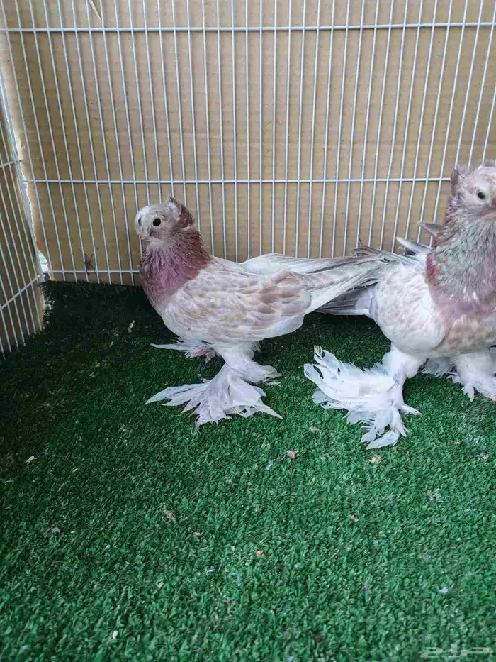 للبيع ثلاث حبات اوزبك مستويات طيبة2025 1