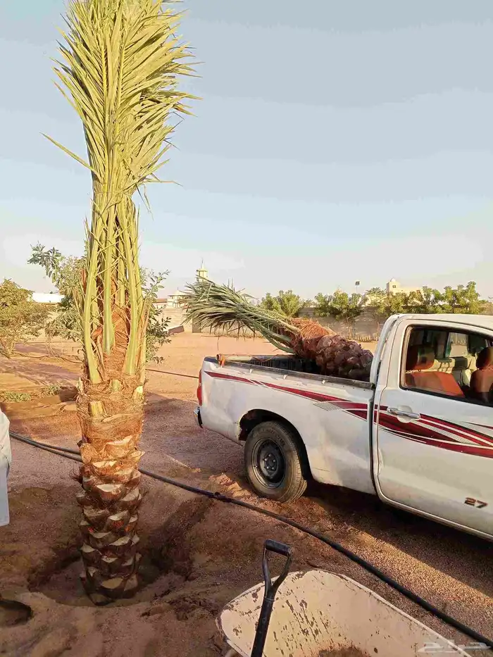 جثايث للبيع بجميع انواعها وأشكالها 4