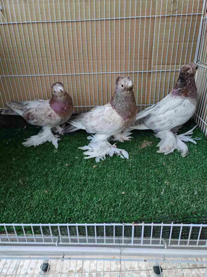 للبيع ثلاث حبات اوزبك مستويات طيبة2025 2