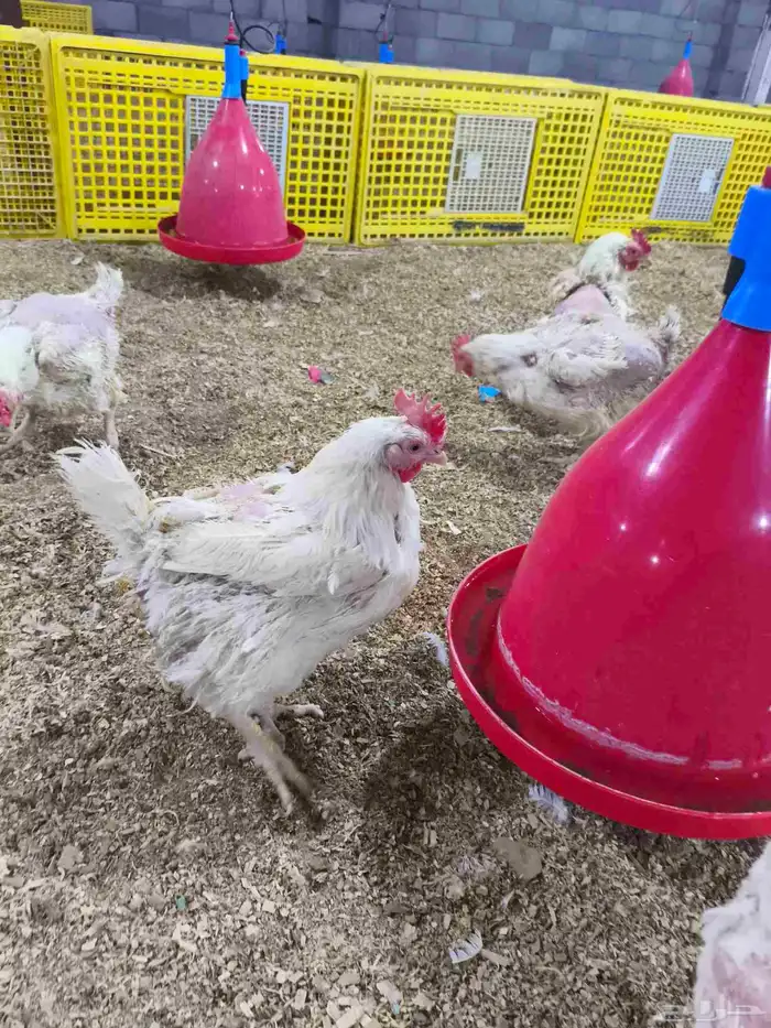 كميه محدوده السعر 20 الرجاء لا يتواصل الا الصامل 0