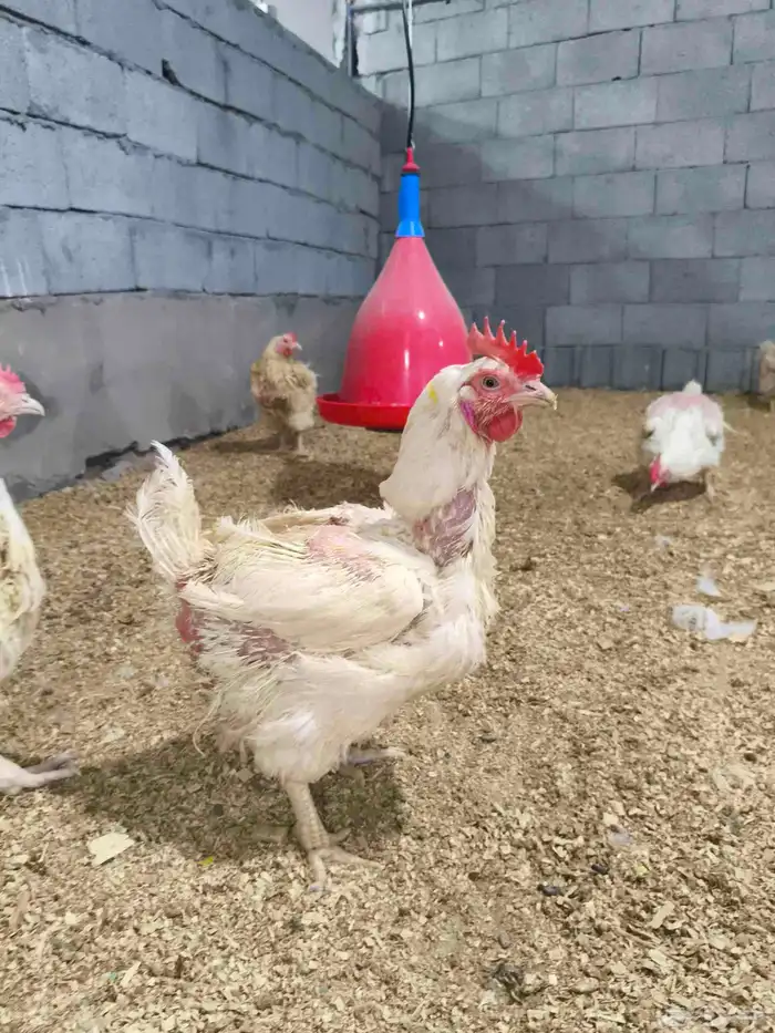 كميه محدوده السعر 20 الرجاء لا يتواصل الا الصامل 2