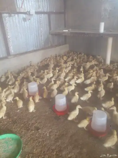 يتوفر صوص بط بكيني جامبو index