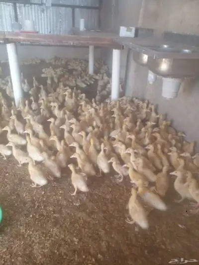 يتوفر صوص بط بكيني جامبو index