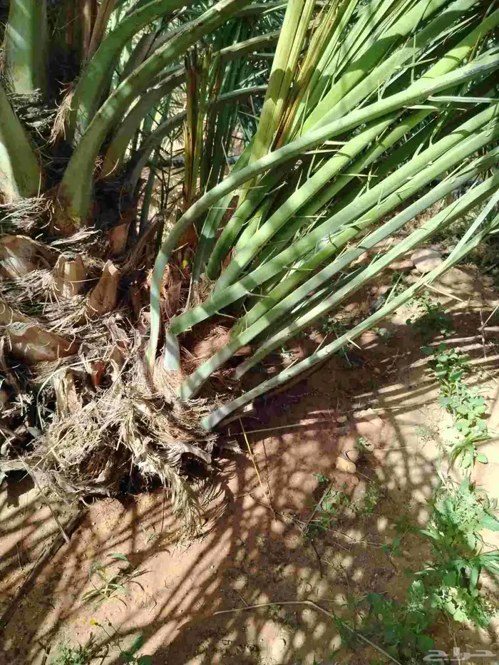 نخل اللقصيم اللبيع 2