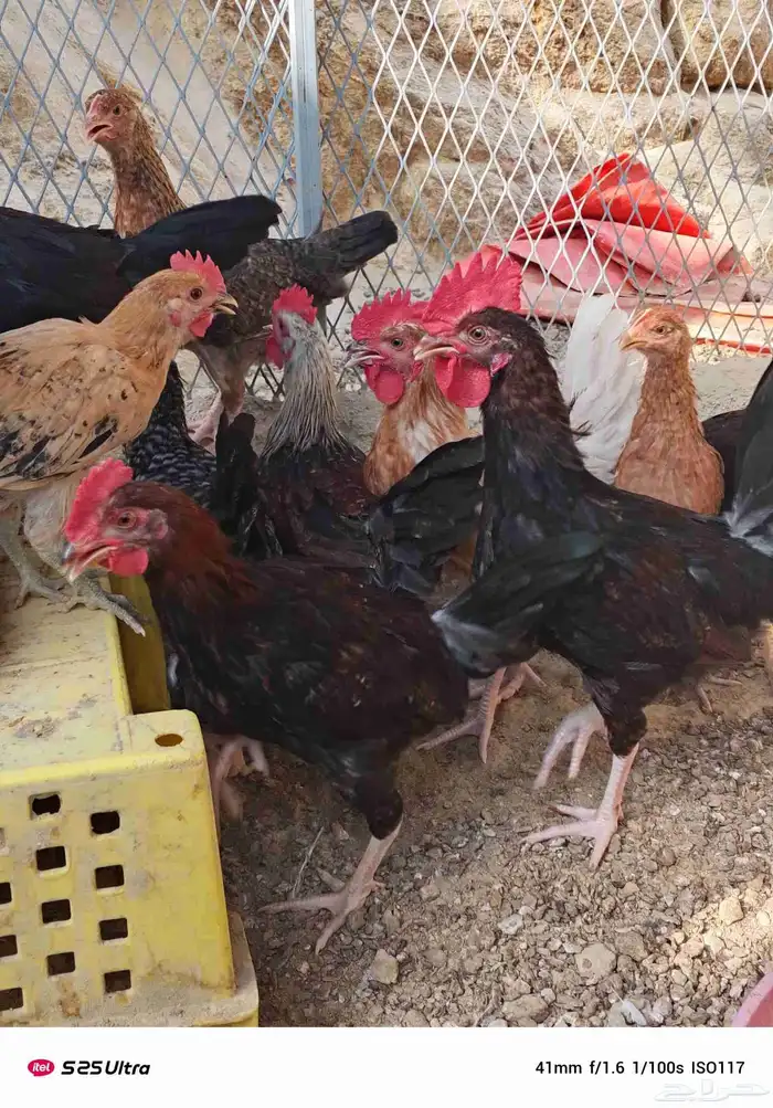 فروخ دجاج تركي وبلدي الموقع الداير 4