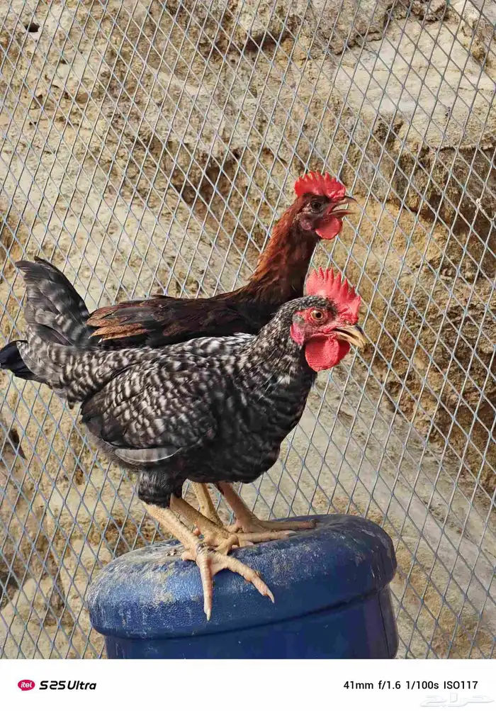 فروخ دجاج تركي وبلدي الموقع الداير 3