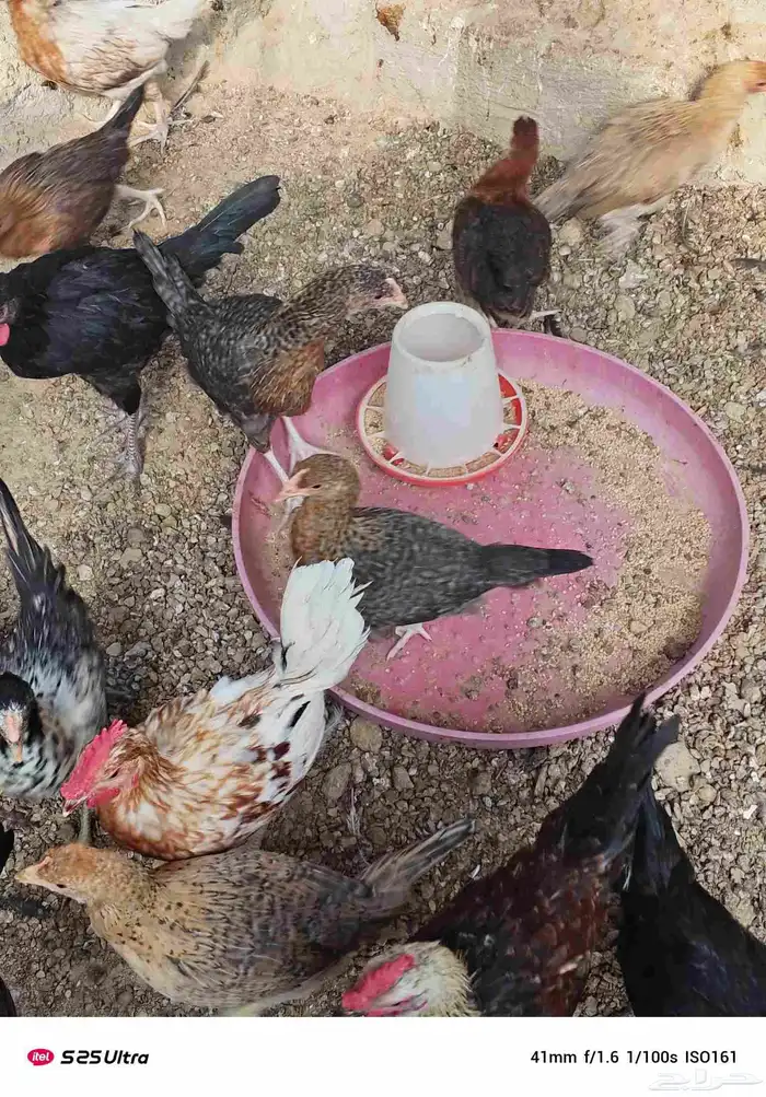 فروخ دجاج تركي وبلدي الموقع الداير 5