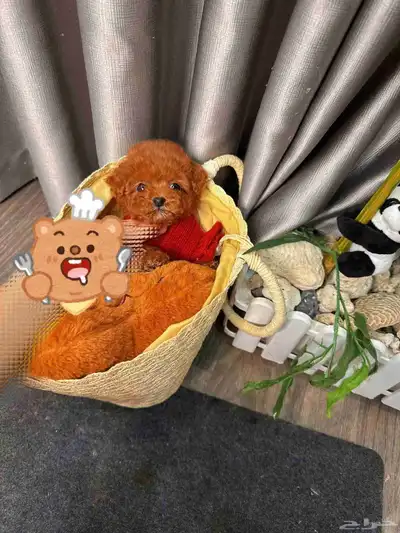 تي كب بودل جميلة و مميزة index