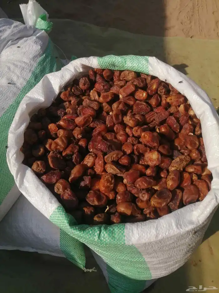 تمر علف عدد 1000 كيس شعير وطحين للبيع جملة وتفريد 0