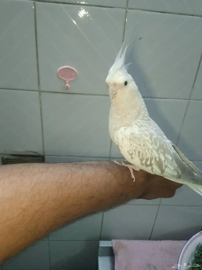 كروان هولندي منتج 1