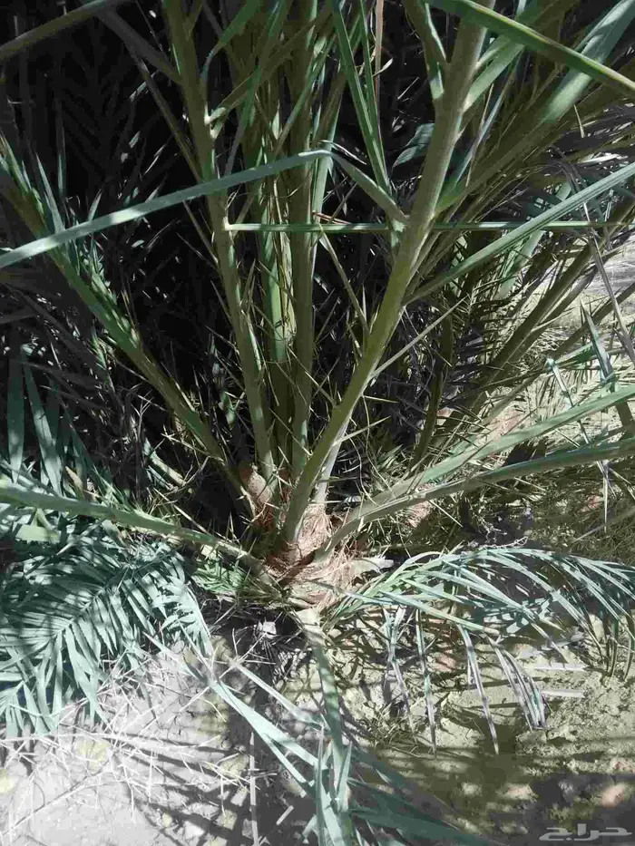 يوجد لدينا نخل عربي جميع انواع متوفره 3