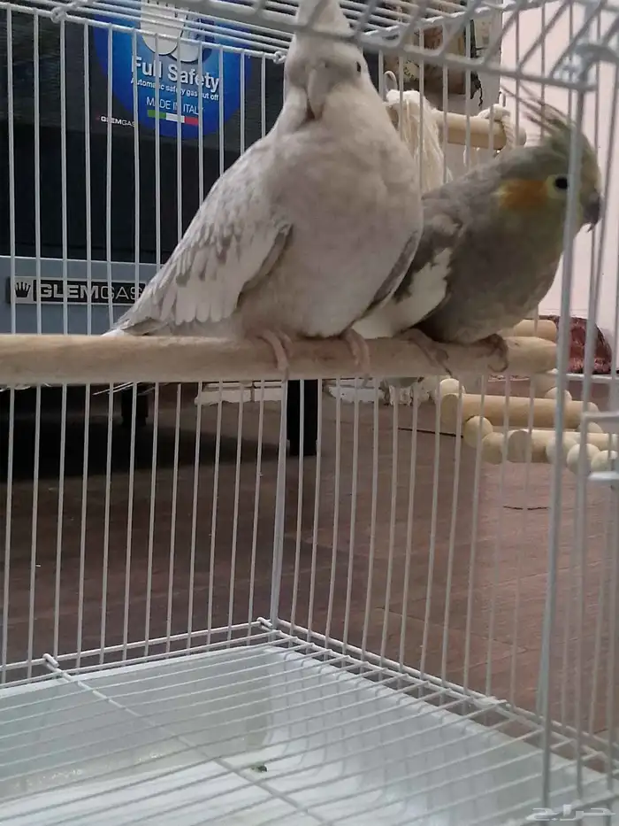 كروان هولندي منتج 5