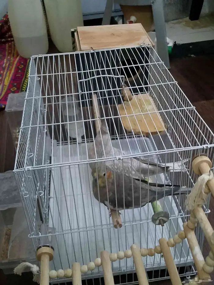 كروان هولندي منتج 6