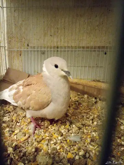 فروخ يمام هولندي 0