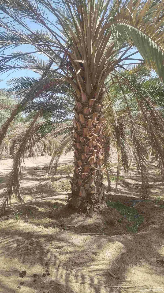 مقول نخل وشبوك 9